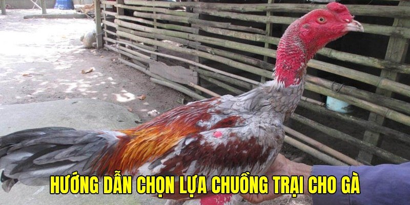Lưu ý thiết lập chuồng trại thích hợp để có môi trường lý tưởng