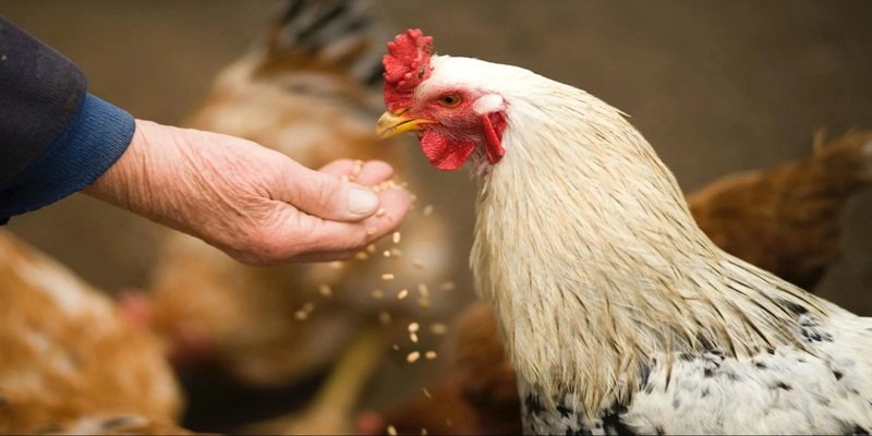 Tham khảo về thực đơn dinh dưỡng hoàn chỉnh cho gà chọi