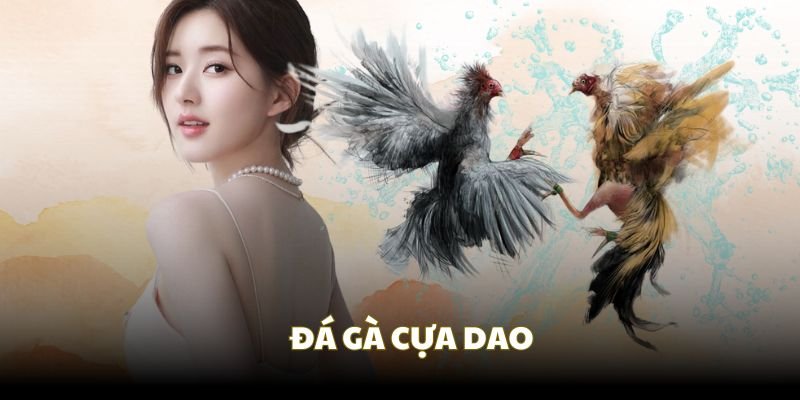 Đá gà cựa sắt bằng dao chỉ có tại các trường thi chuyên nghiệp